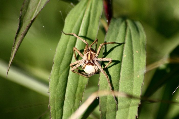 Pisaura sp.